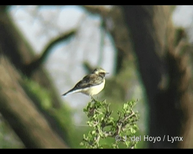 Pied Wheatear - ML201301301