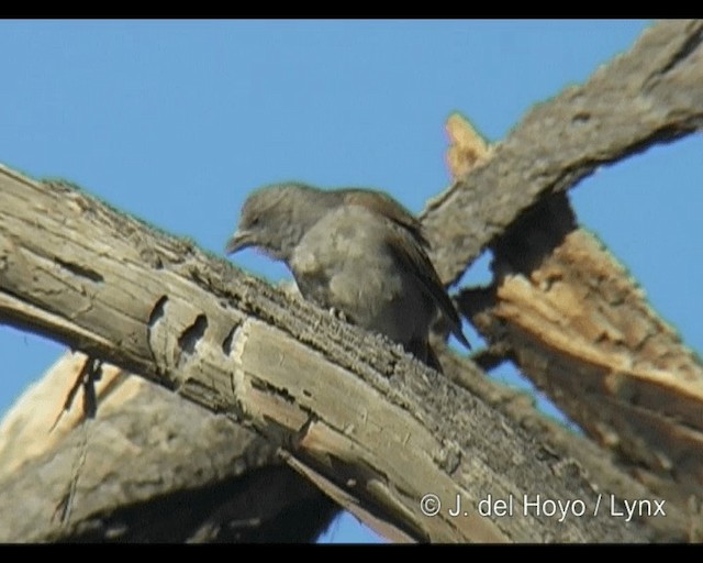 Moineau de Swainson - ML201301311