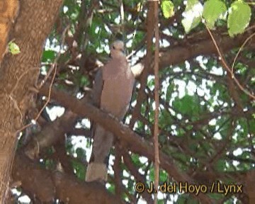 Red-eyed Dove - ML201301451