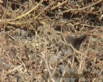 čagra černotemenný [skupina senegalus] - ML201301461