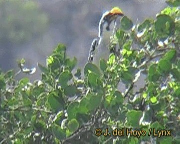 Eastern Yellow-billed Hornbill - ML201301481