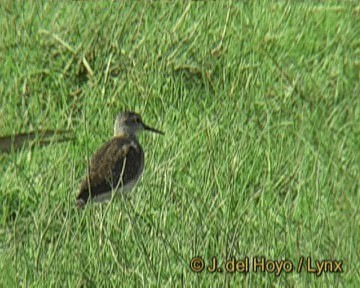 Green Sandpiper - ML201301501