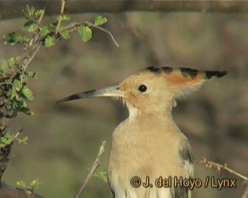 Eurasian Hoopoe (Central African) - ML201301521