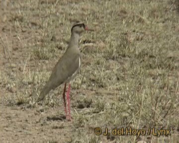 Crowned Lapwing - ML201301531