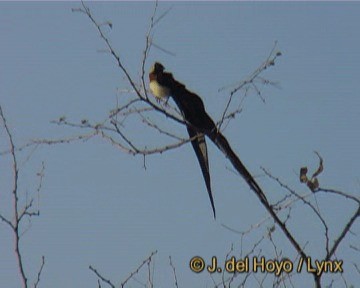 Eastern Paradise-Whydah - ML201301541