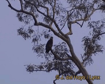 Pallas's Fish-Eagle - ML201301561