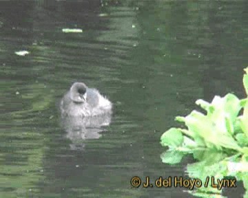 Least Grebe - ML201301591