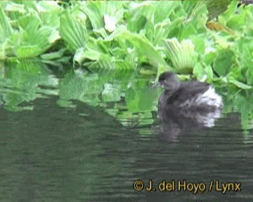 Least Grebe - ML201301601