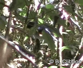 Himalayan Bluetail - ML201301611