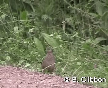 Brown Quail - ML201301681