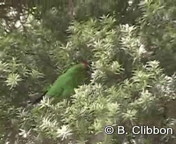 Red-crowned Parakeet - ML201301691
