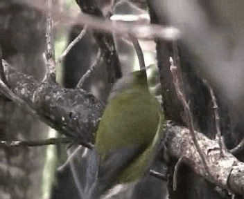 New Zealand Bellbird - ML201301721