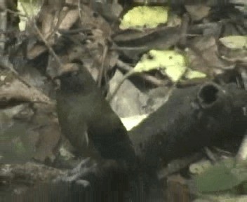 New Zealand Bellbird - ML201301741