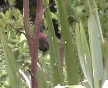 North Island Saddleback - ML201301751