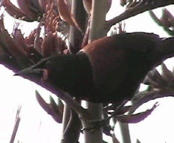 North Island Saddleback - ML201301761