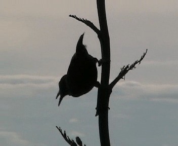 North Island Saddleback - ML201301771