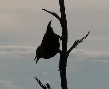 North Island Saddleback - ML201301771