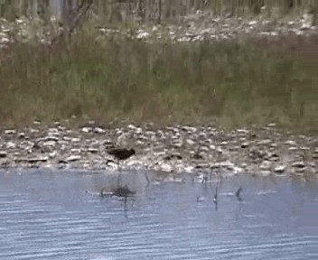 Black Stilt - ML201301871