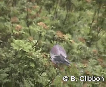 holub maorský (ssp. novaeseelandiae) - ML201301881