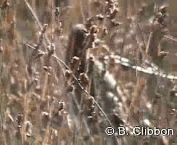 New Zealand Fernbird (New Zealand) - ML201301911