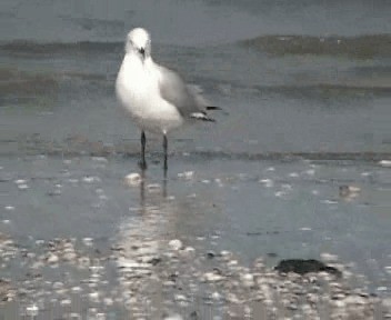 Gaviota Maorí - ML201301921