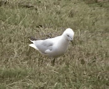 Gaviota Maorí - ML201301931