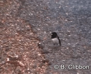 Tomtit (New Zealand) - ML201301941