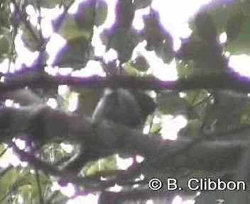 Tomtit (New Zealand) - ML201301951