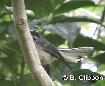 New Zealand Fantail - ML201302221