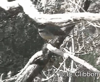 New Zealand Fantail - ML201302231