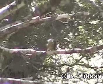 New Zealand Fantail - ML201302241