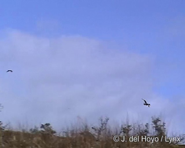 Chilean Skua - ML201302921