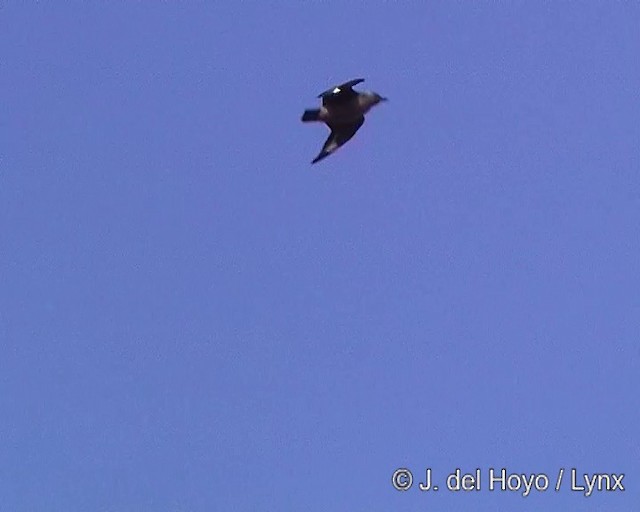 チリオオトウゾクカモメ - ML201302931