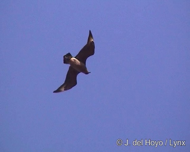 チリオオトウゾクカモメ - ML201302941