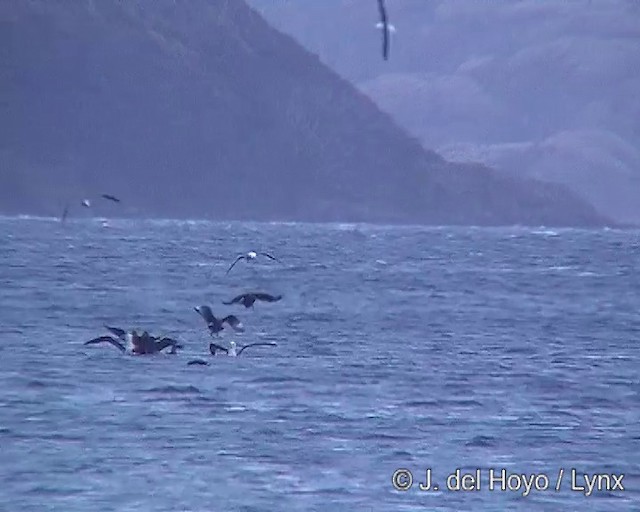 チリオオトウゾクカモメ - ML201302951