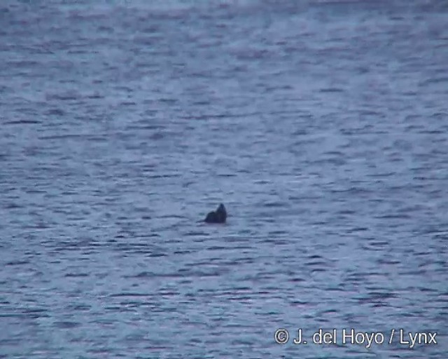 Chilean Skua - ML201302961