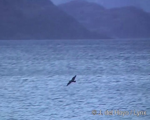 Chilean Skua - ML201302971