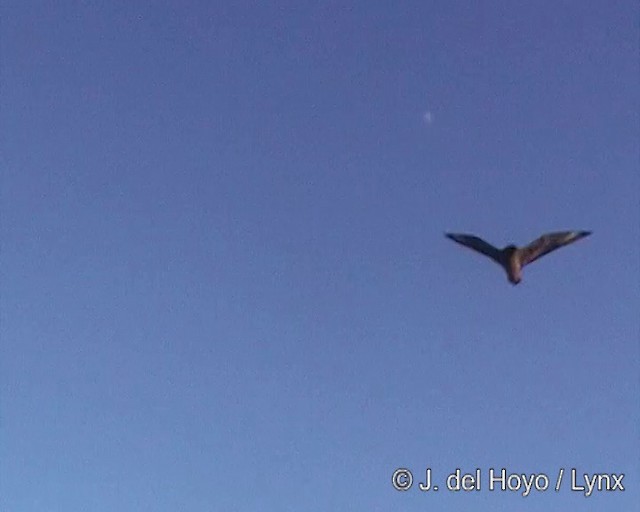 チリオオトウゾクカモメ - ML201302981