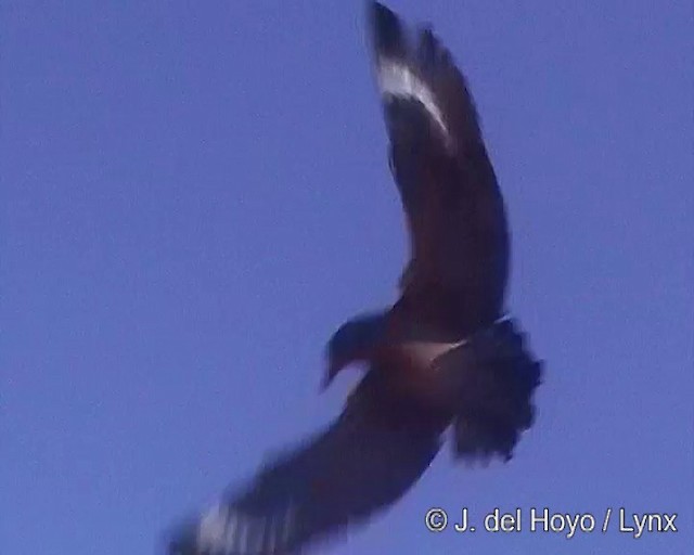 チリオオトウゾクカモメ - ML201302991