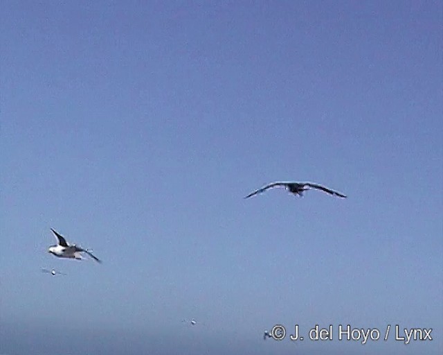 Chilean Skua - ML201303001