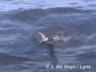 White-chinned Petrel - ML201303081