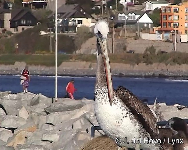 Peruvian Pelican - ML201303091