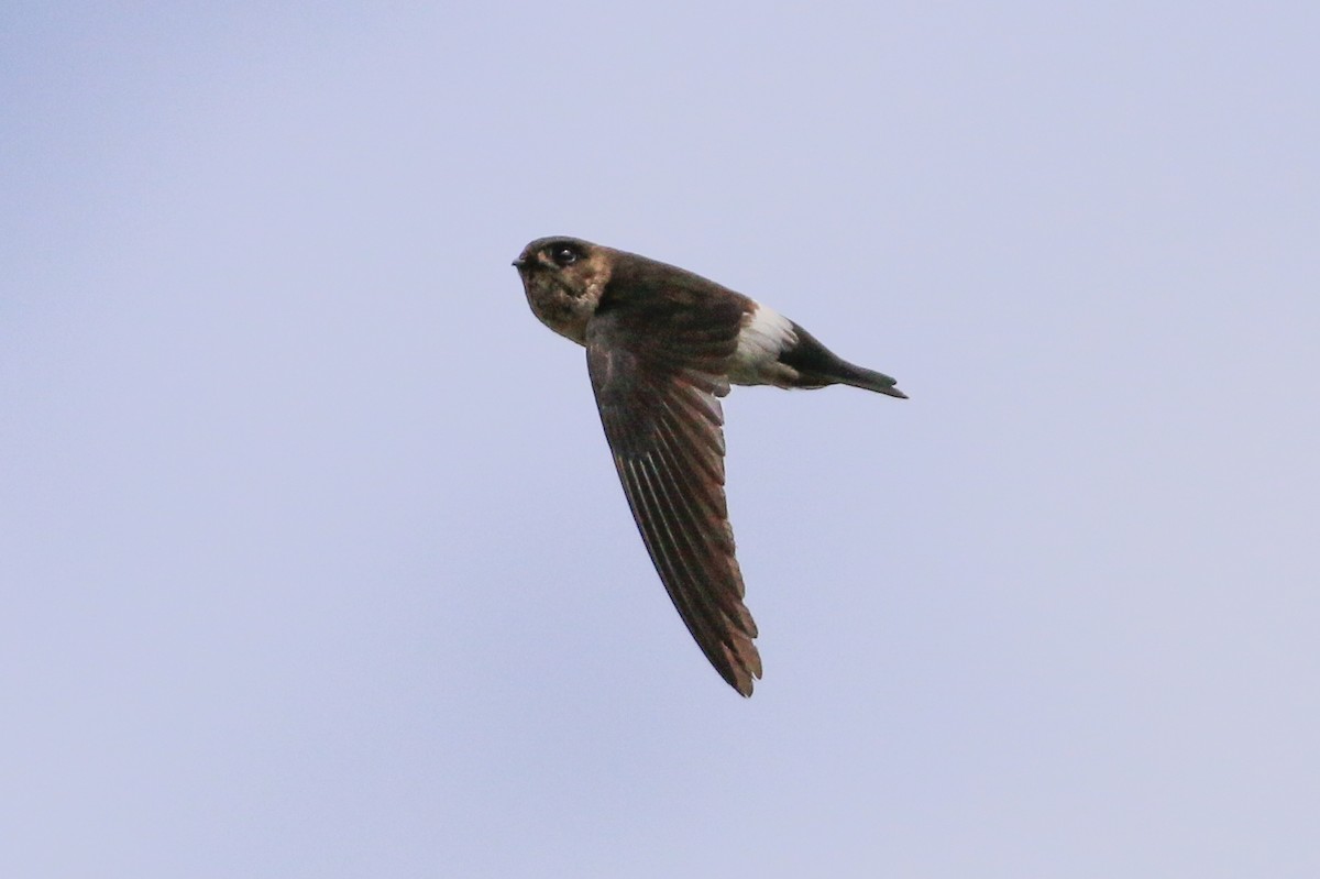 White-rumped Swiftlet - Tommy Pedersen
