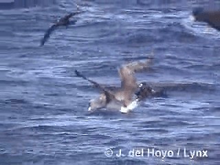 Salvinalbatros - ML201303181