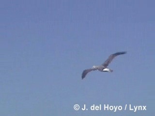 Salvinalbatros - ML201303211