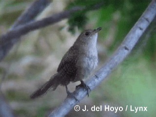 Zapata Wren - ML201303221
