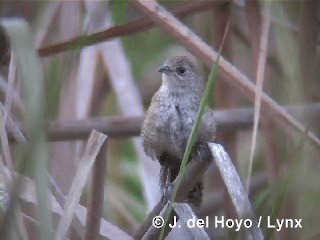 Zapata Wren - ML201303231