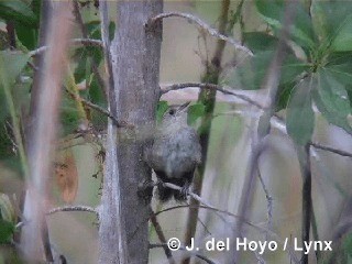 Zapata Wren - ML201303241