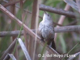 Zapata Wren - ML201303251