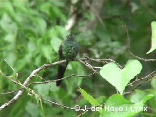 Cuban Emerald - ML201303301